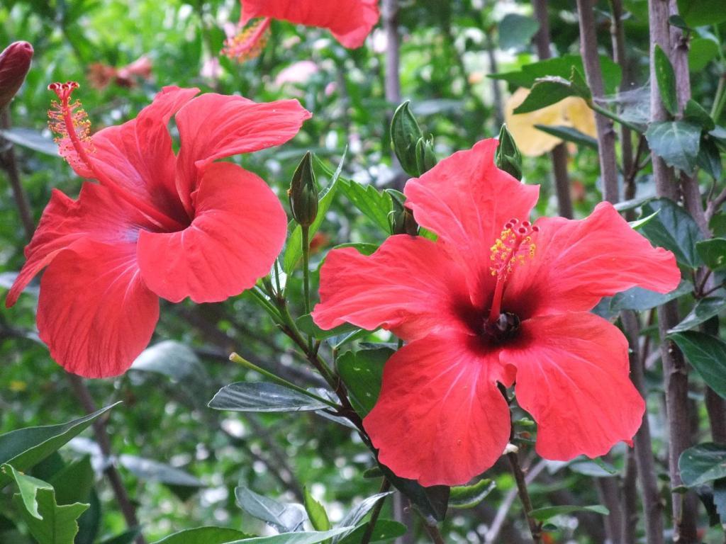 Paradise Garden Hotel Oludeniz Bagian luar foto