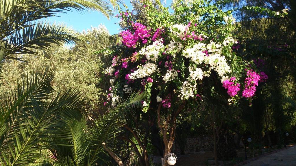 Paradise Garden Hotel Oludeniz Bagian luar foto